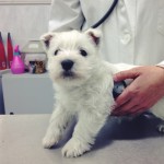 Cachorro Demerino con 45 días en su primera revisión veterinaria