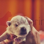 Cachorro de Westies Demerino con 10 días de edad, en las manos de su criadora
